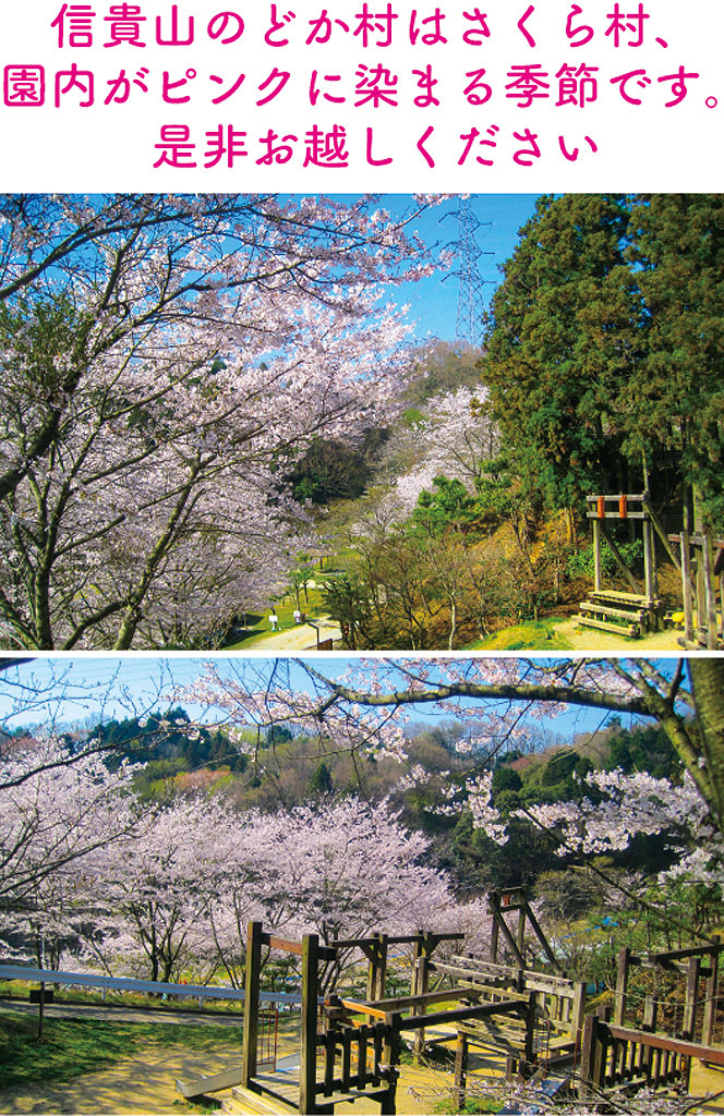 信貴山のどか村は桜村、園内がピンクに染まる季節です。是非お越しください