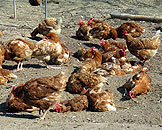 南米チリ原産アローカナ